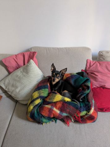 STARLET, MINI PINSCHER dolcissima - Foto 2