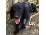 Leo giovane cagnolino taglia medio piccola 12,14 kg