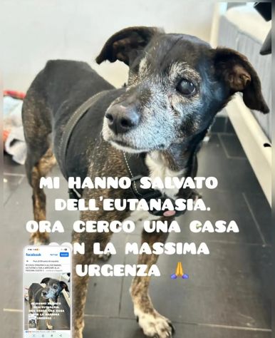 Stellina 14anni 8kg SALVATA DALL EUTANASIA.PUGLIA
