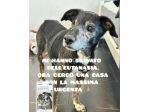 Stellina 14anni 8kg SALVATA DALL EUTANASIA.PUGLIA