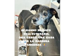 Stellina 14anni 8kg SALVATA DALL EUTANASIA.PUGLIA