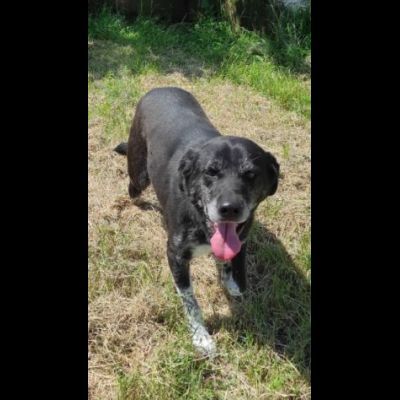 MAI SCELTO: DISCRETO E PACATO CAGNOLINO IN ADOZIONE TAGLIA MEDIO CONTENUTA - Foto 4