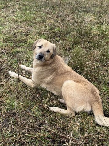 ALEX, cane grande dal cuore gigante! - Foto 6
