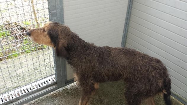 PINGO, spinone buonissimo - Foto 3