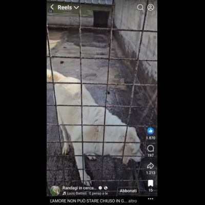 SONNY  molto affettuoso, CANE IN ADOZIONE tg media - Foto 8