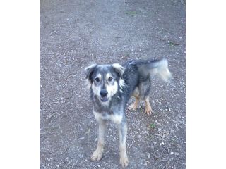 Seth bellissimo cucciolone in canile. In adozione