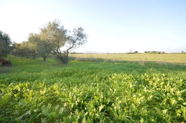 Seminativo in vendita a Grosseto - Foto 20