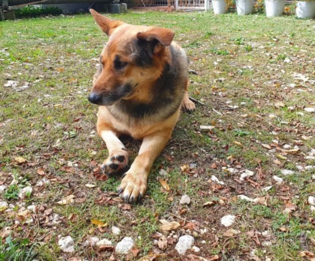 Pastore Tedesco adulto TRIPODE che nessuno sceglie. MOLISE - Foto 3