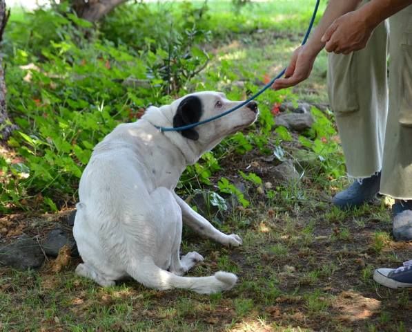 DHARMA, bellissima mix dalmata - Foto 3