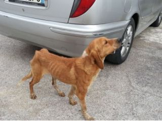 STARSKY E HUTCH, due vite in pericolo