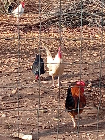 Galli,galline,chiocce con pulcini - Foto 10