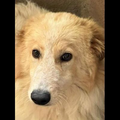 UN'OCCASIONE PER ARMANDINO: cane in adozione nato nel dicembre 2023