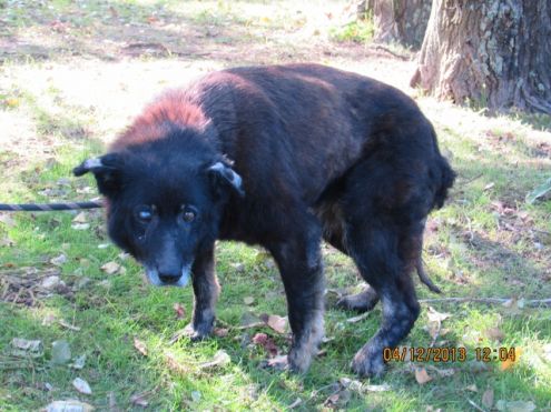 ROSY, adozione del cuore - Foto 2