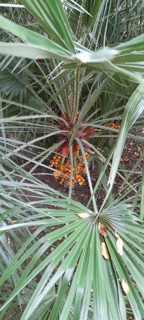 palme n.2 - Foto 4