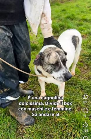 NAIROBI ADORABILE COCCOLONA CANE IN ADOZIONE - Foto 2