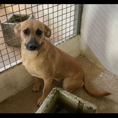 FIANDRA DELIZIOSA E SOCIEVOLE CAGNOLINA IN ADOZIONE TG MEDIA - Foto 4