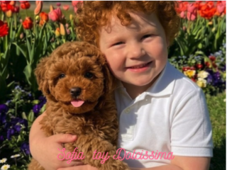 Ultimi Cuccioli Barboncino Toy — Chiusura Estiva -50%