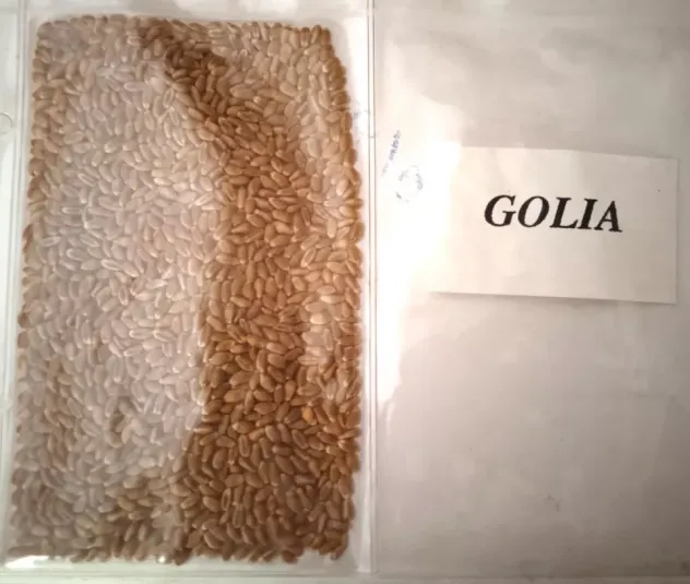 Campioni di Grano antico da semina - Foto 6