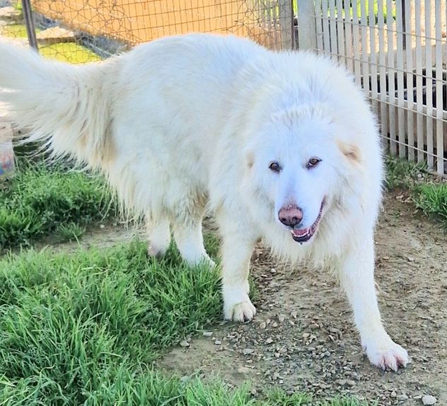 Molly,non deve spegnersi in canile... - Foto 9