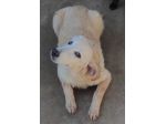 CUCCIOLO IN ADOZIONE: DUCCIO