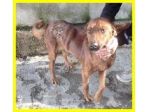 TARGET , CAGNOLINO CHE HA SOFFERTO TANTO ORA SOLO IN CANILE CERCA CASA