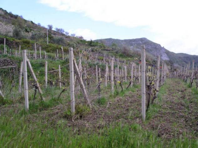 Immobile in asta di 1770 m² in vendita a Itala - Foto 6