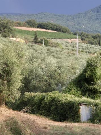 TERRENO VENDESI OLIVETA DI 780 OLIVI CON RIMESSA , POSSIBILITA' LUCE E ACQUA - Foto 3