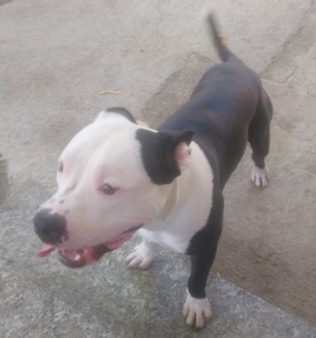 PITBULL, JACK, 1 ANNO CIRCA: LA FAMIGLIA NON LO VUOLE PIU', CERCA CASA! - Foto 3