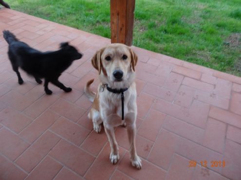 STARSKY E HUTCH, due adorabili cuccioloni - Foto 3