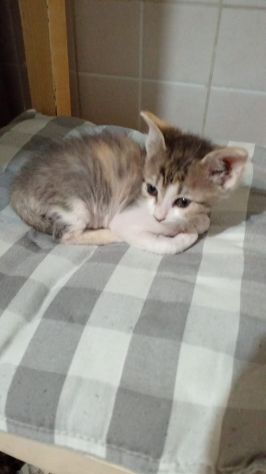 GATTTI E GATTINI AMOREVOLI - Foto 2