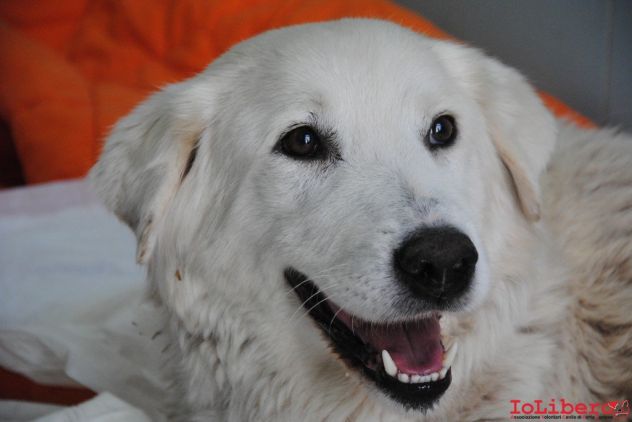 BIANCA, adozione del cuore - Foto 4