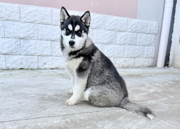 Siberian husky