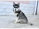 Siberian husky