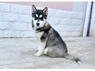 Siberian husky
