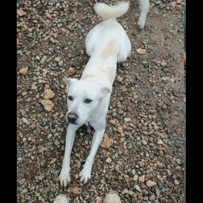 CALI' CAGNOLINO IN ADOZIONE - Foto 6