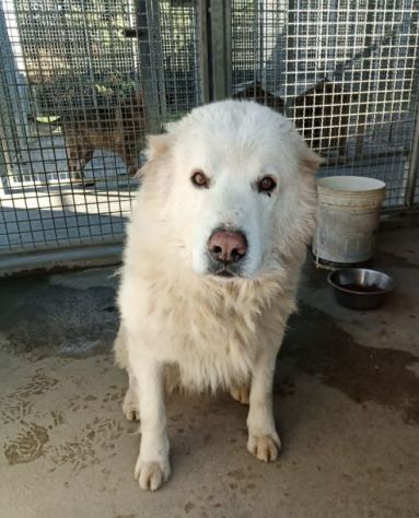 Artù Maremmano 8anni finito in canile anni fa,dolcissimo MARCHE - Foto 2