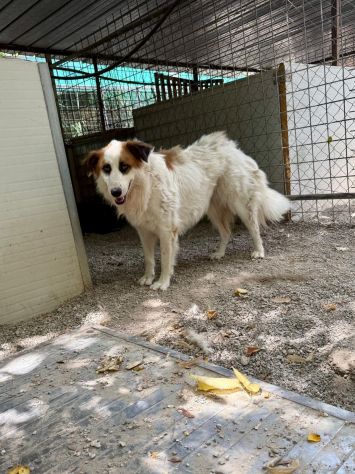 Sofia: amichevole e tranquilla, dolce con tutti - Foto 9