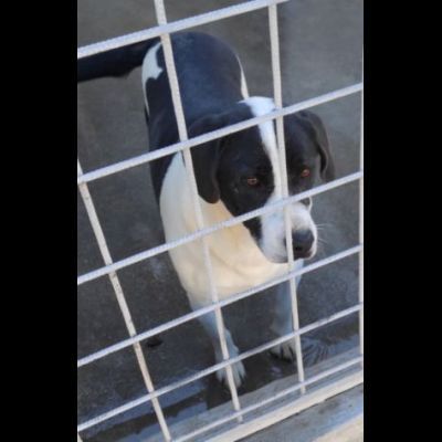 MARILU' CAGNOLINA IN ADOZIONE - Foto 4