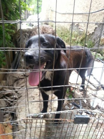 Meraviglioso cucciolone mix labrador - Foto 4