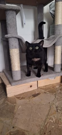 Momo splendido gattino - Foto 5