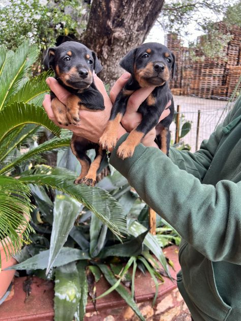 Cuccioli di Pinscher Tedesco - Foto 9