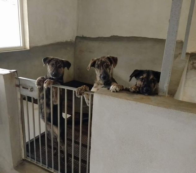 UGO, gioioso e dolcissimo, cucciolo in adozione - Foto 4