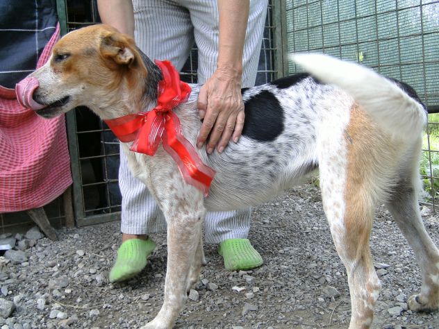 PARAGGINA, cagnolina URGENTE!! - Foto 4