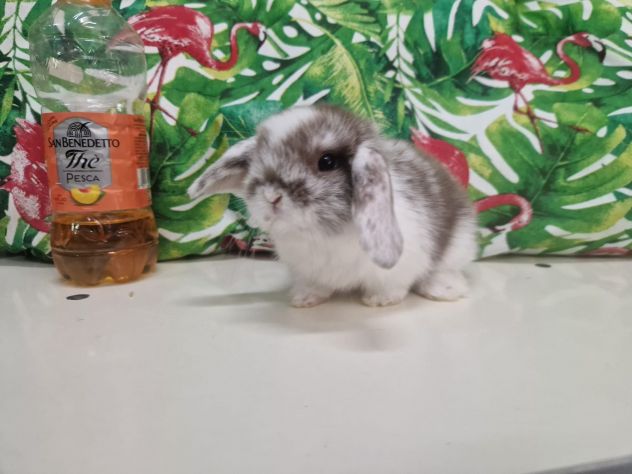 Cuccioli di conigli nani ariete mini lop