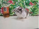 Cuccioli di conigli nani ariete mini lop