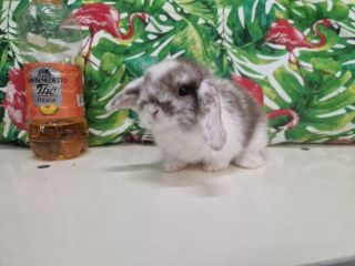 Cuccioli di conigli nani ariete mini lop