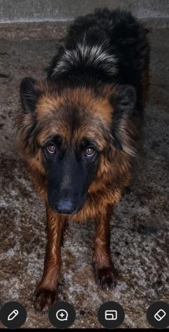 EMILY PASTORE TEDESCO PELO LUNGO HA SOLO 4 ANNI - Foto 2