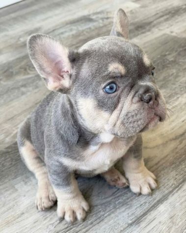 BULLDOG FRANCESE CUCCIOLI BLU TAN - Pag. agevolato - Foto 2