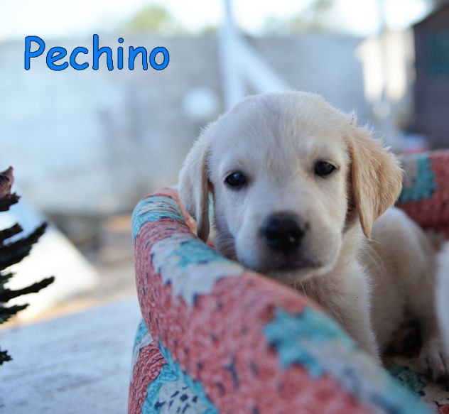 Pechino e Ginevra, cuccioli simil labrador in adozione
