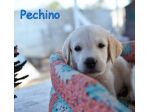 Pechino e Ginevra, cuccioli simil labrador in adozione